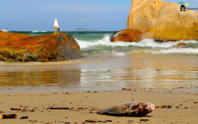 California’s Red Tide is on the Rise